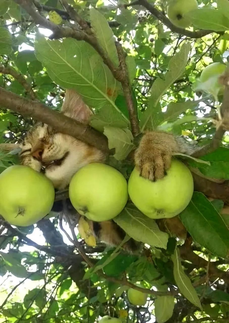 水果狸安卓版水果短视频官方网站-第1张图片-太平洋在线下载 水果狸安卓版水果短视频官方网站-第1张图片-太平洋在线下载