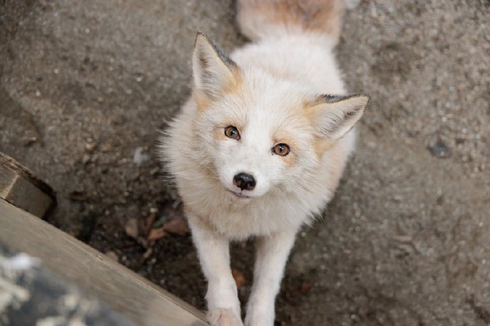 苹果版茶杯狐茶杯狐app电视版-第2张图片-太平洋在线下载 苹果版茶杯狐茶杯狐app电视版-第2张图片-太平洋在线下载