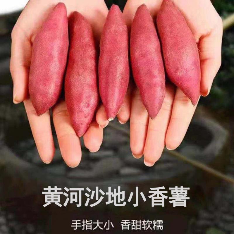 地瓜客户端地瓜阁官网登录入口