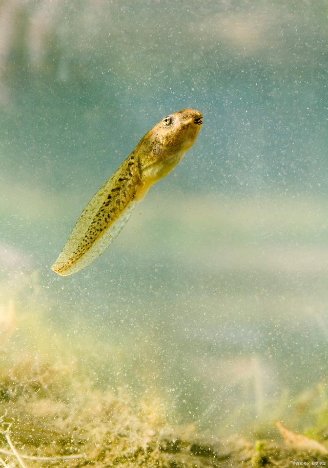 蝌蚪窝手机版窝窝app手机版源码最新