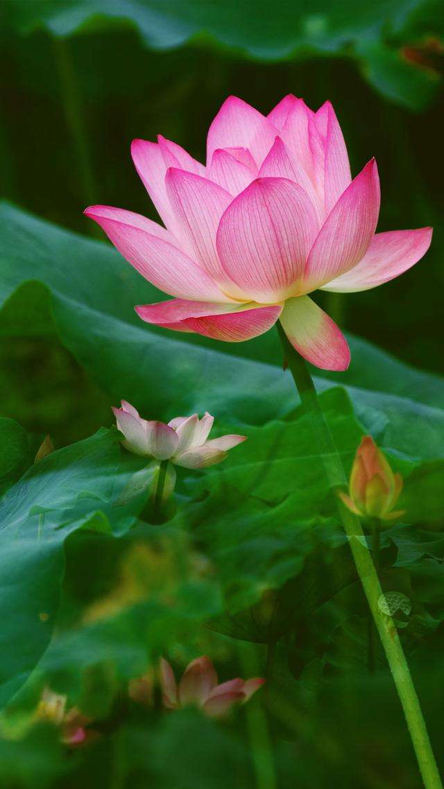 优美高清图片手机版美女网美女屋美女写真xgmn-第2张图片-太平洋在线下载