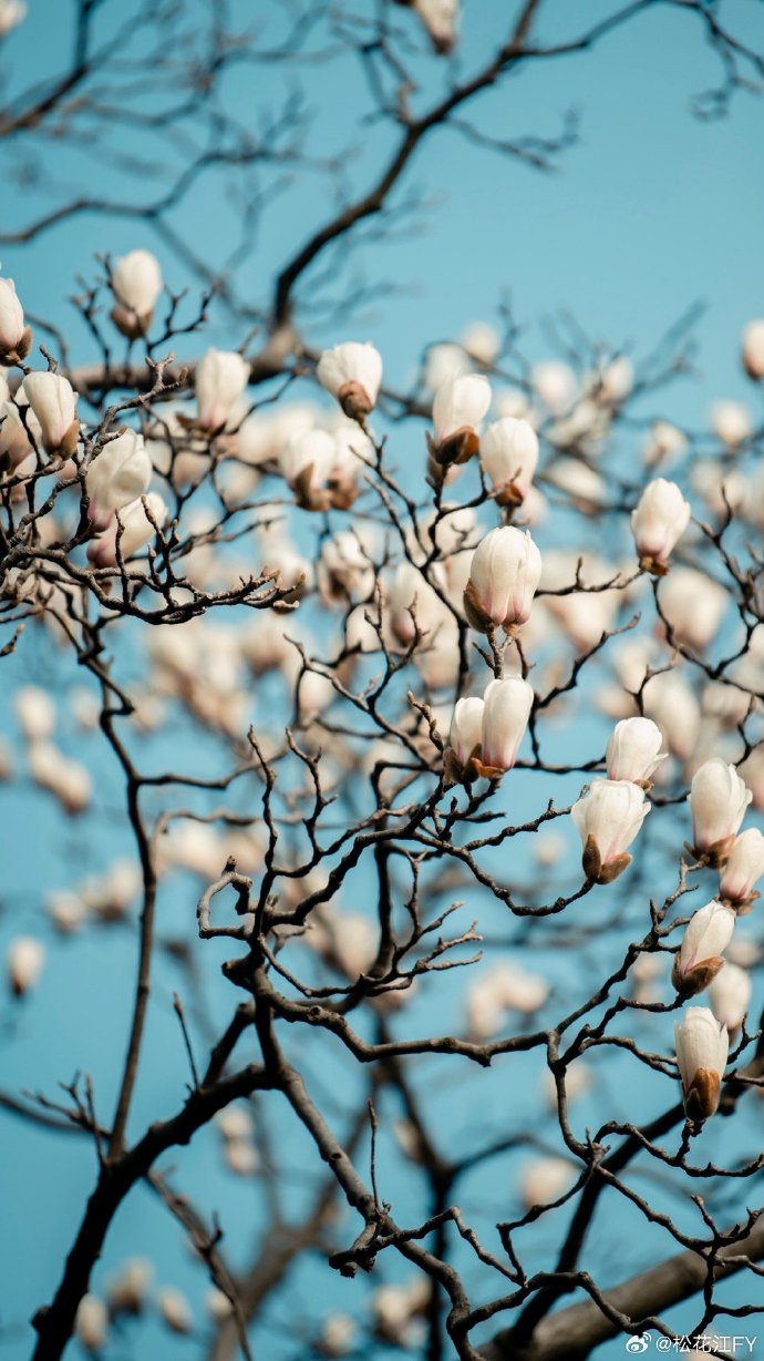 江南晚报手机版江南晚报投稿平台