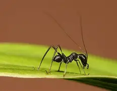 蚂蚁性能安卓版蚂蚁下载器安卓版-第2张图片-太平洋在线下载